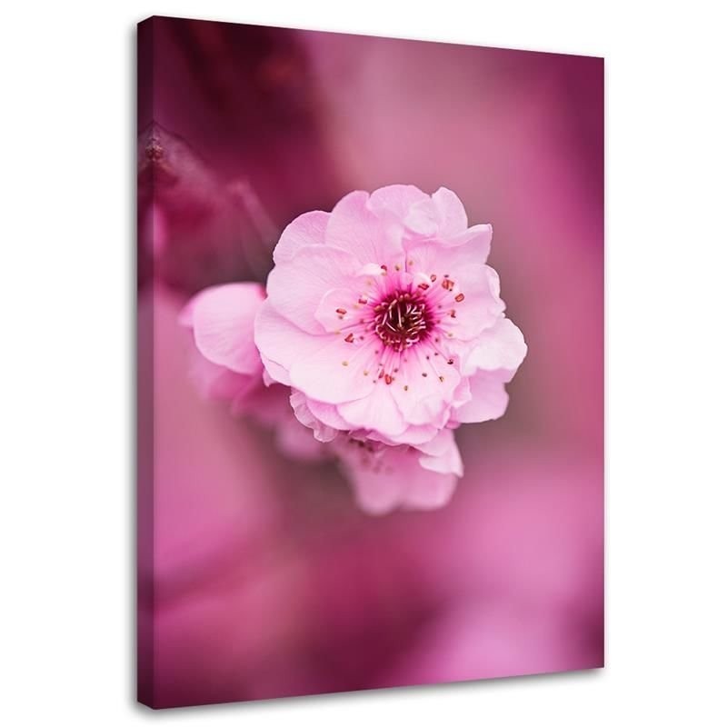Canvas painting - Cherry blossom on pink background | FEEBY