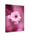 Canvas painting - Cherry blossom on pink background | FEEBY