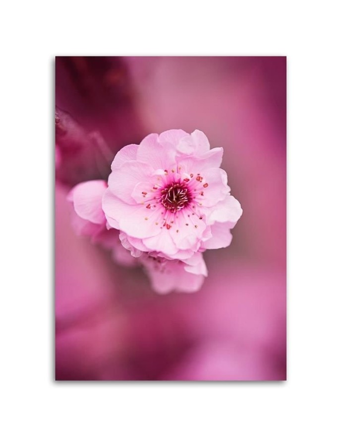 Canvas painting - Cherry blossom on pink background | FEEBY