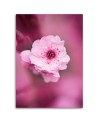 Canvas painting - Cherry blossom on pink background | FEEBY