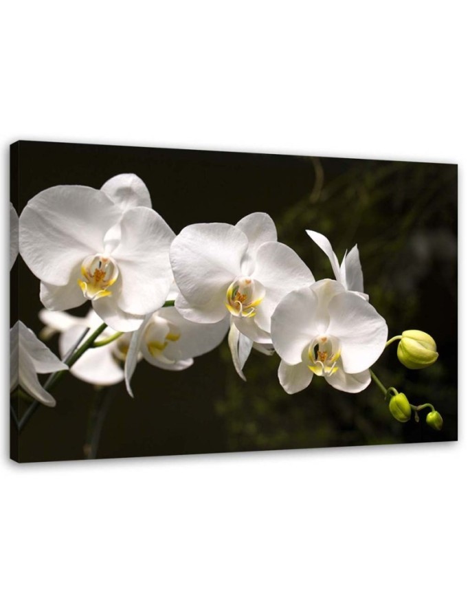 Canvas painting for the living room - White orchids on a black background | FEEBY