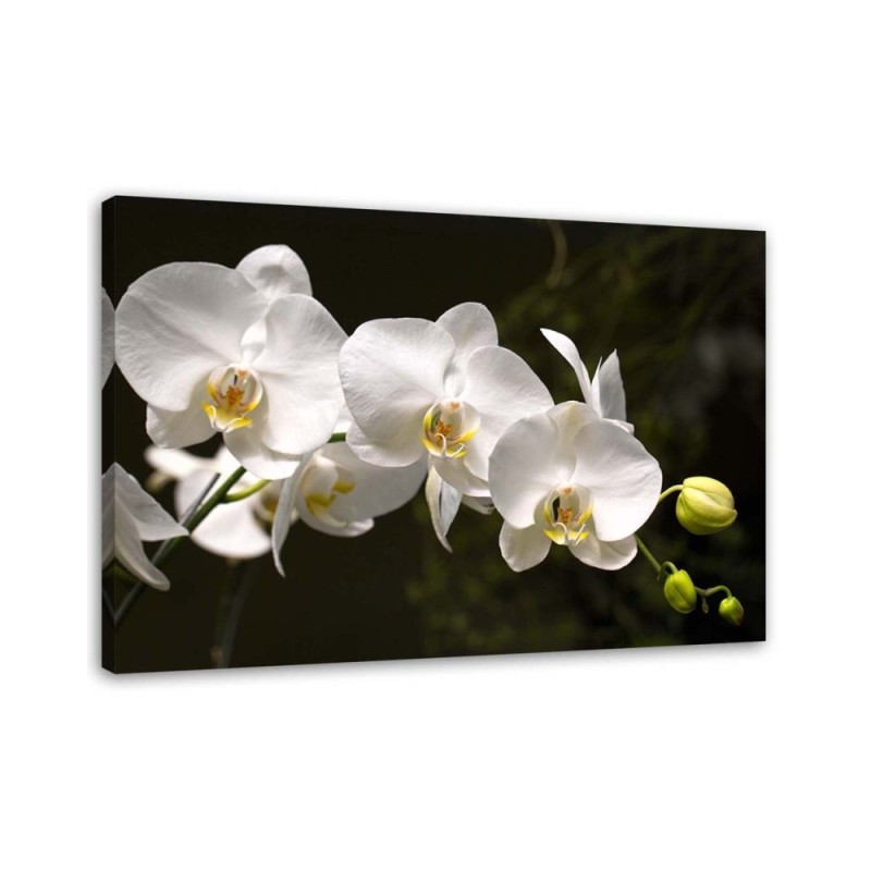 Canvas painting for the living room - White orchids on a black background | FEEBY