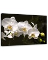 Canvas painting for the living room - White orchids on a black background | FEEBY
