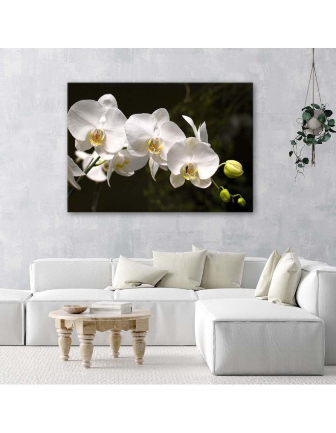 Canvas painting for the living room - White orchids on a black background | FEEBY