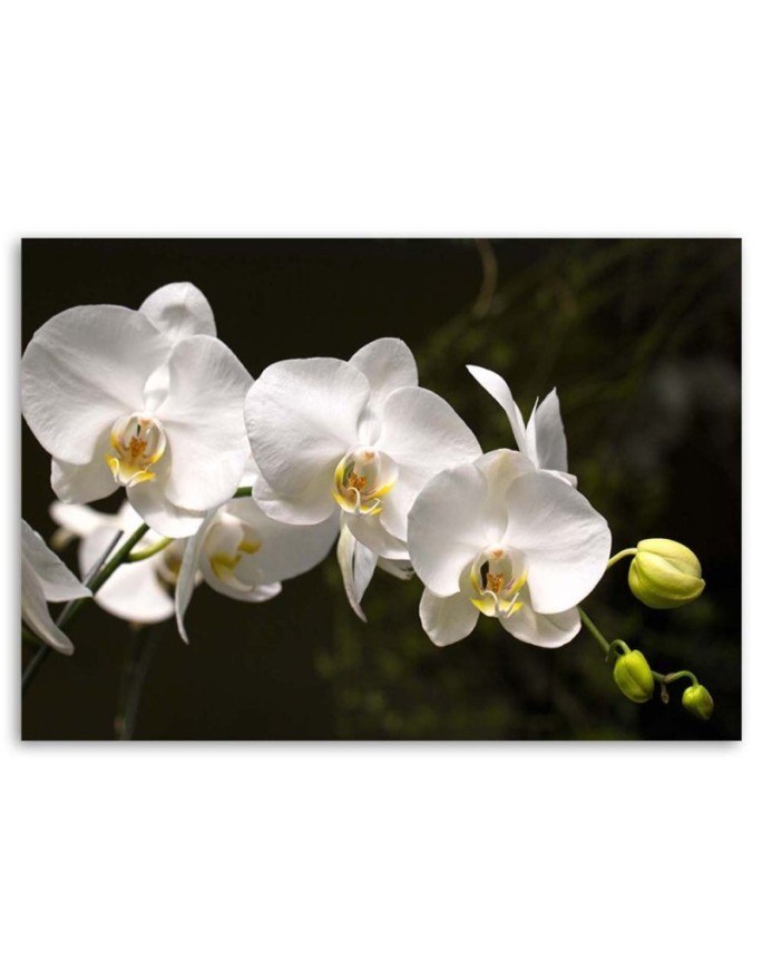 Canvas painting for the living room - White orchids on a black background | FEEBY
