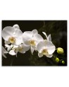 Canvas painting for the living room - White orchids on a black background | FEEBY