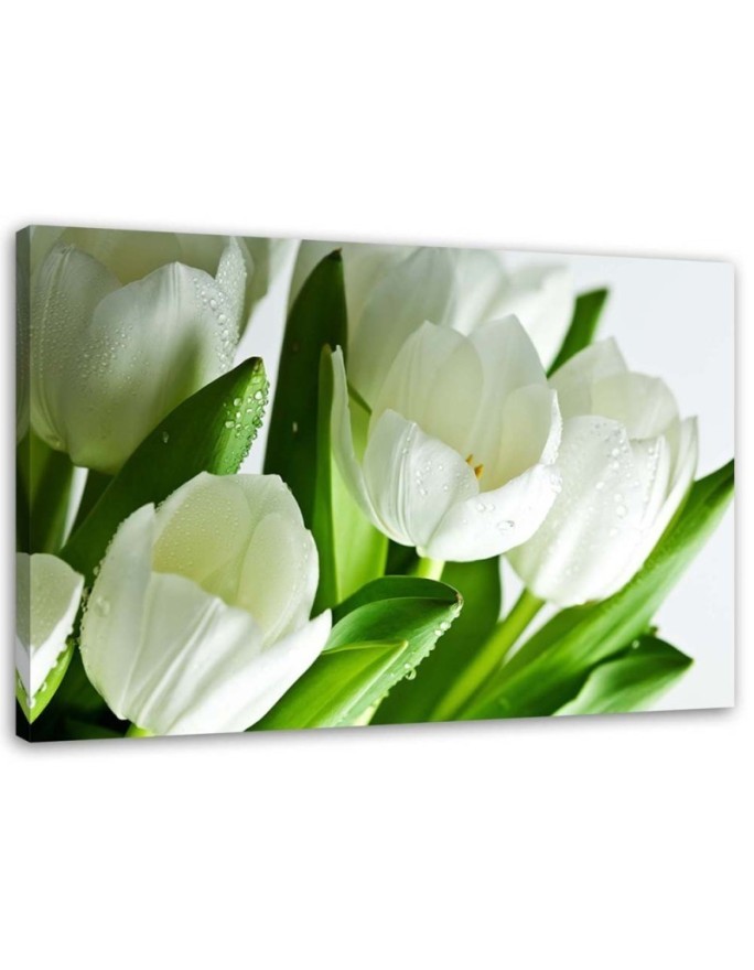 Modern canvas print - White tulips | FEEBY