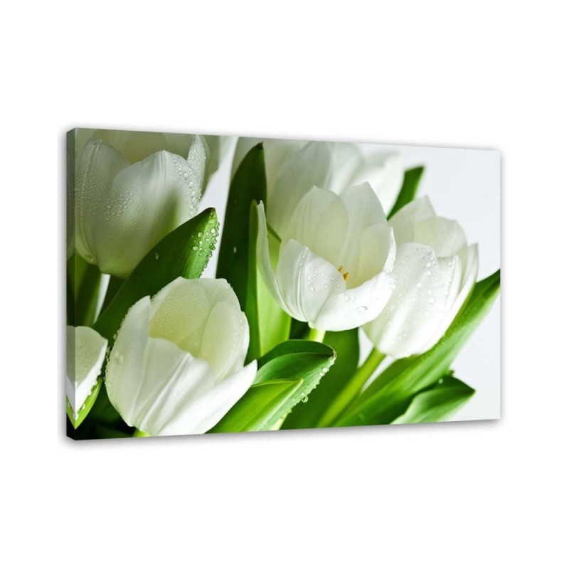 Modern canvas print - White tulips | FEEBY