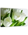 Modern canvas print - White tulips | FEEBY