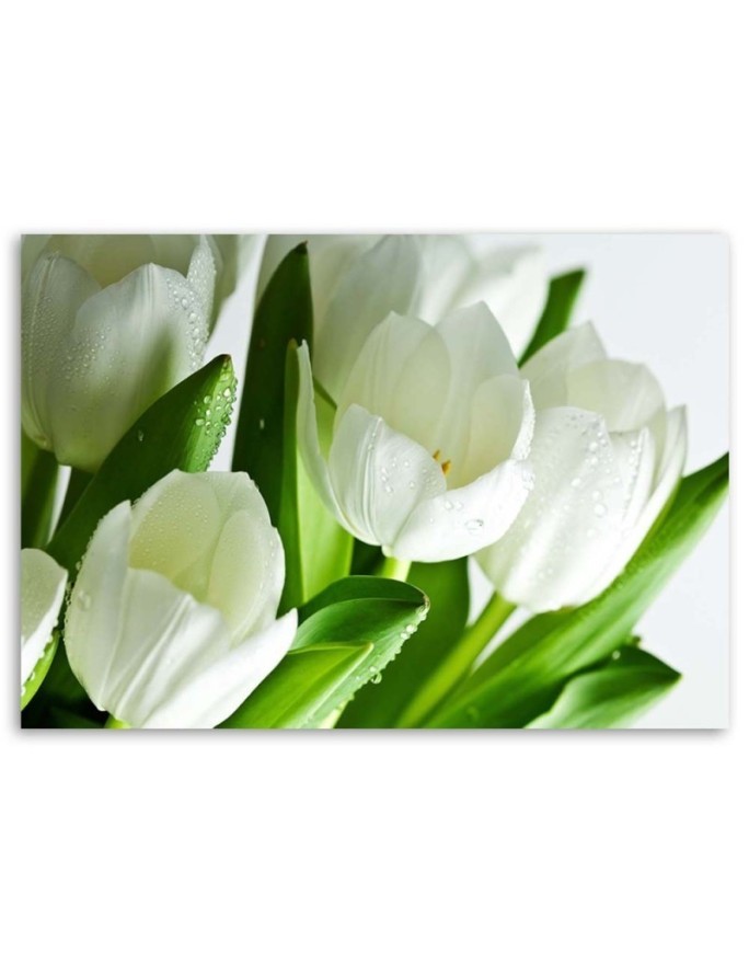 Modern canvas print - White tulips | FEEBY