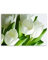 Modern canvas print - White tulips | FEEBY