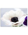 Modern painting for living room - White anemone flower | FEEBY