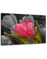 Blooming red tulip - Modern Canvas painting for bedroom | FEEBY