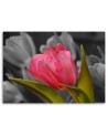 Blooming red tulip - Modern Canvas painting for bedroom | FEEBY