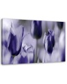 Purple tulips in a meadow - Canvas print | FEEBY