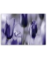 Purple tulips in a meadow - Canvas print | FEEBY