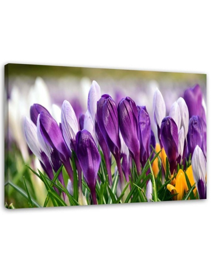 Canvas painting - Meadow with crocuses | FEEBY