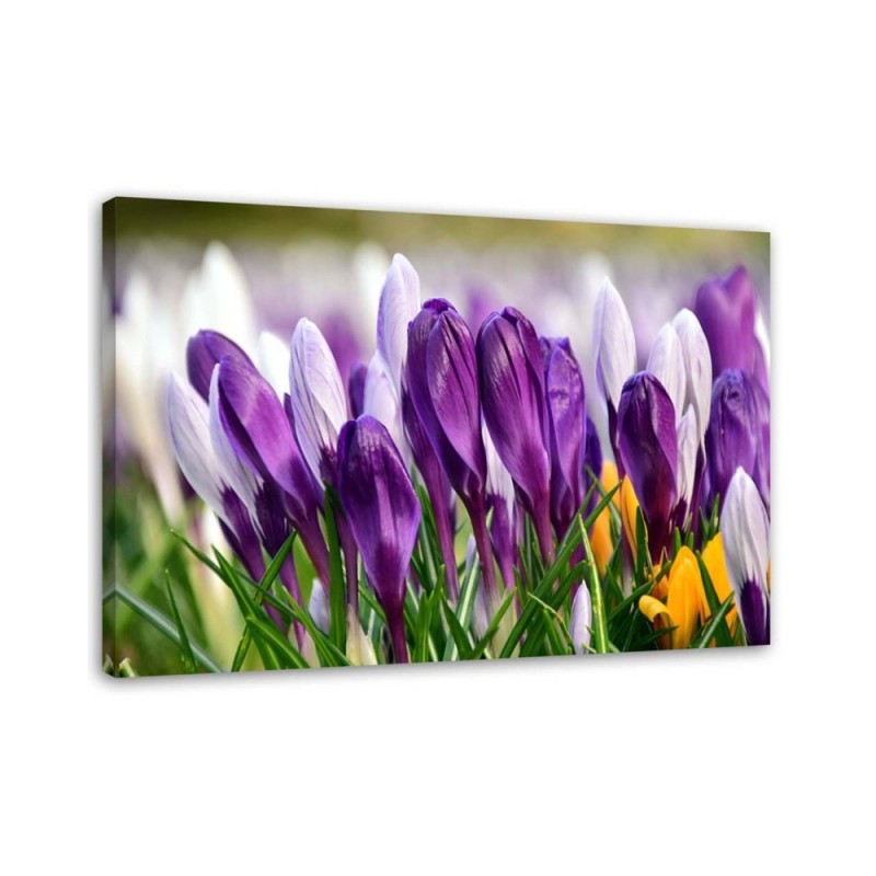 Canvas painting - Meadow with crocuses | FEEBY