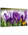 Canvas painting - Meadow with crocuses | FEEBY