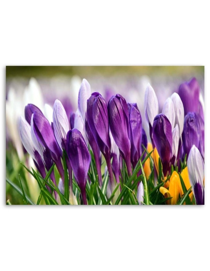 Canvas painting - Meadow with crocuses | FEEBY