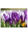 Canvas painting - Meadow with crocuses | FEEBY