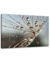 Canvas painting - Dandelion in Dew Drops| FEEBY