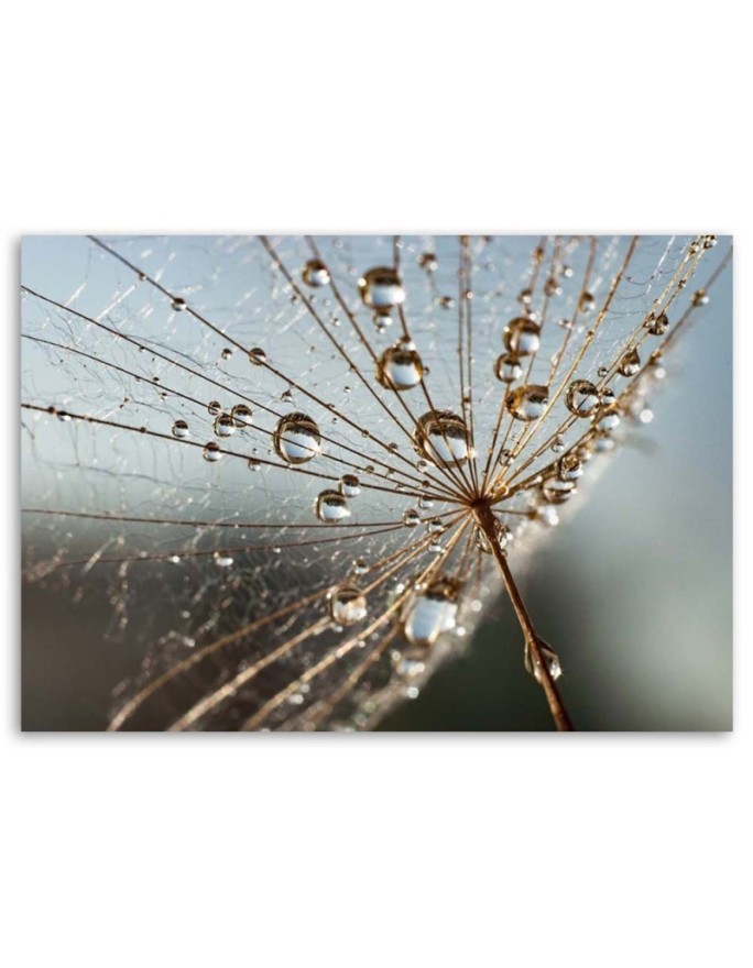 Canvas painting - Dandelion in Dew Drops| FEEBY