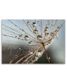 Canvas painting - Dandelion in Dew Drops| FEEBY