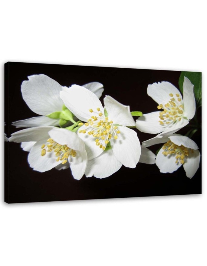 Canvas print Blooming Jasmine