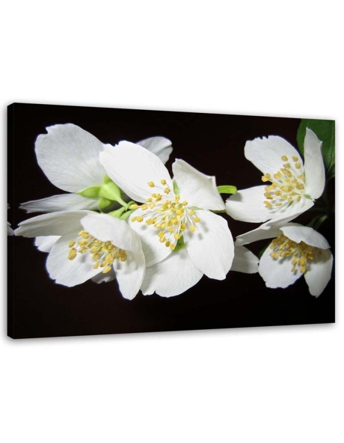 Modern Canvas painting for living room - Blooming jasmine | FEEBY