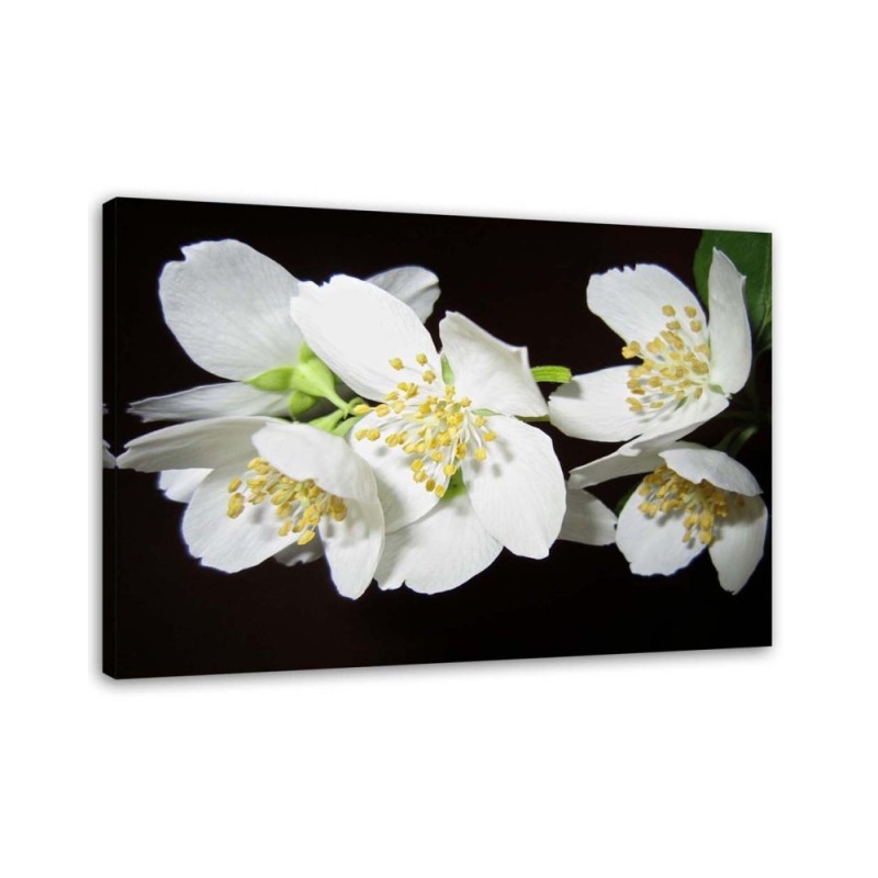 Modern Canvas painting for living room - Blooming jasmine | FEEBY