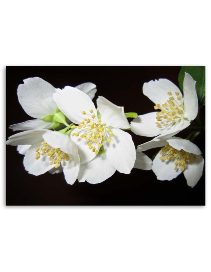 Modern Canvas painting for living room - Blooming jasmine | FEEBY