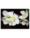 Modern Canvas painting for living room - Blooming jasmine | FEEBY