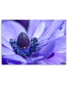 Canvas print for bedroom - Purple flower | FEEBY