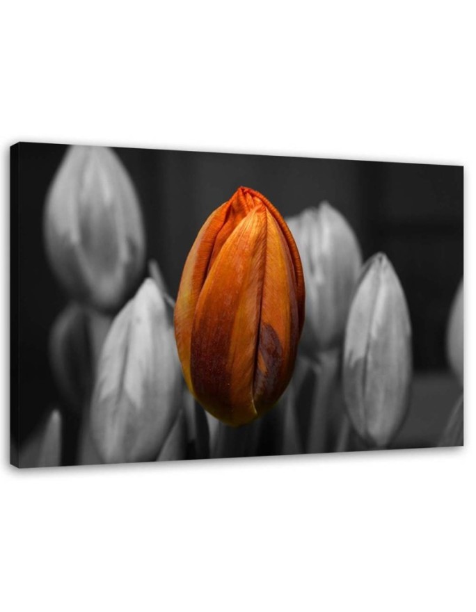 Canvas print Orange tulip