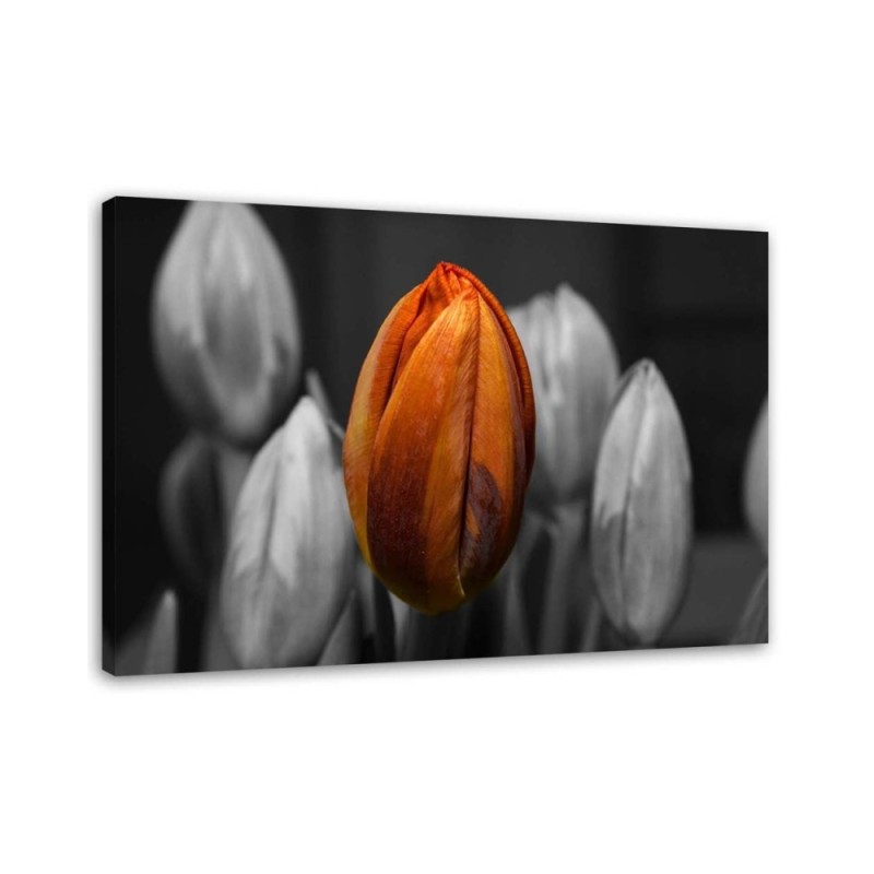 Orange tulip - Canvas print for the living room | FEEBY