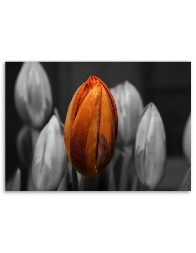 Orange tulip - Canvas print for the living room | FEEBY