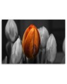 Orange tulip - Canvas print for the living room | FEEBY