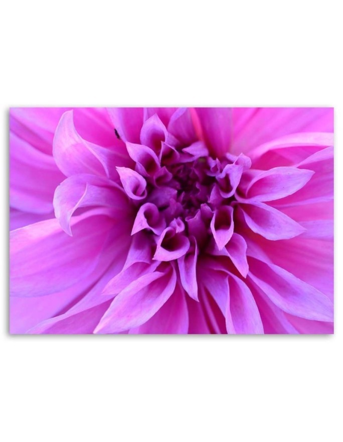 Purple flower - Canvas print | FEEBY