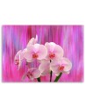 Orchids in purple and pink - Pictures on Canvas for the living room | FEEBY