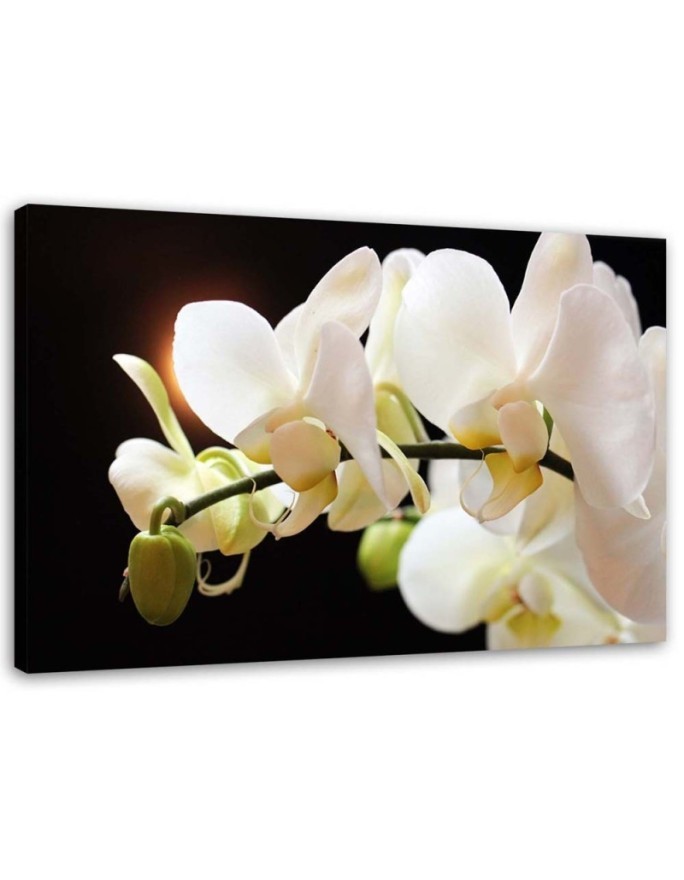 White orchids flowers - Pictures on canvas for the living room | FEEBY