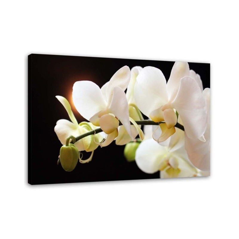 White orchids flowers - Pictures on canvas for the living room | FEEBY