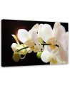 White orchids flowers - Pictures on canvas for the living room | FEEBY