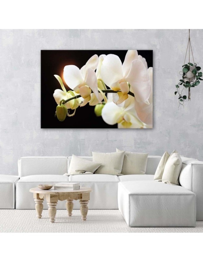 White orchids flowers - Pictures on canvas for the living room | FEEBY