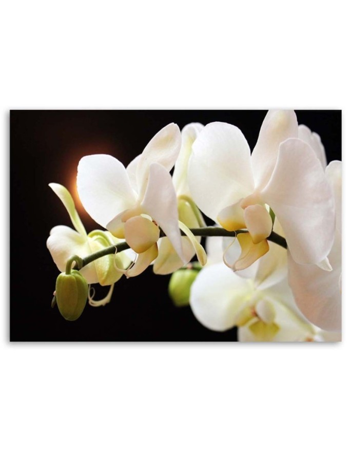 White orchids flowers - Pictures on canvas for the living room | FEEBY