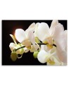 White orchids flowers - Pictures on canvas for the living room | FEEBY