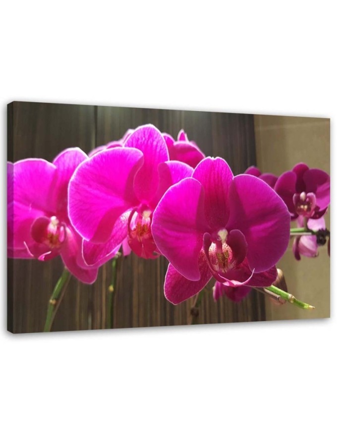 Orchids in fuchsia - Canvas prints for the living room | FEEBY