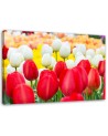 Modern Canvas painting for bedroom - Tulips in a meadow | FEEBY