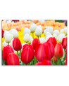 Modern Canvas painting for bedroom - Tulips in a meadow | FEEBY