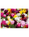 Modern Canvas painting for bedroom - Meadow full of tulips | FEEBY